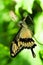 Giant Swallowtail Butterfly (Vertical)