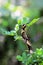 Giant Swallowtail caterpillars