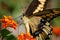 Giant Swallowtail close-up