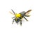 Giant sweat bee - Dieunomia heteropoda - large species of flying insect family Halictidae found in Central America and North