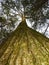 Giant tall pine tree looking up the trunk Hammond Hill State Forest FLX