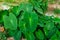 Giant taro, green leaves resembling the elephant`s ears Economic plants in a tropical wetland with water resources Southeast asia