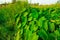 Giant taro, green leaves resembling the elephant`s ears Economic plants in a tropical wetland with water resources Southeast asia