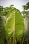 Giant Taro Leaves