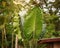 Giant Taro Leaves