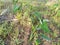 Giant taro plant or Albino , large, succulent taro family, green leaves.