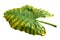 Giant Taro plant leaf also known as:Alocasia machrorhiza,Dieffenbachia Dumb Cane, Elephant Ear, Cunjevoi isolated on white