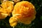 Giant Tecolote Ranunculus Flowers (Persian Buttercups)