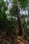 Giant Tetrameles nudiflora in Hala-Bala Wildlife Sanctuary near Bang Lang Reservoir in Yala.