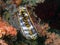Giant Thorny Oyster Spondylus varius