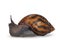 Giant tiger land snail on white background