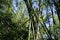 Giant Timber Bamboo   841737