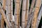 Giant Timber Bamboo Close-up