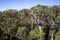 A giant tingle forest view from a Tree Top Walk bridge