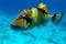 Giant titan triggerfish, biggest coral reef trigger fish, Balistoides viridescens. Red Sea, Egypt