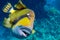 Giant titan triggerfish, biggest coral reef trigger fish, Balistoides viridescens. Red Sea, Egypt