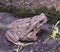 Giant Toad Invades South Florida Yard