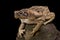 Giant toad, Rhinella marina