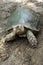 Giant tortoise