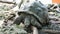 Giant tortoise Aldabra turlte Zanzibar Prison Island Changuu