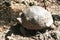 Giant tortoise in aviary