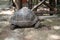 Giant tortoise in aviary