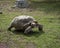 Giant tortoise in captivity. Tortoises have been known to lie over 100 years.