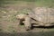 Giant tortoise in captivity. Tortoises have been known to lie over 100 years.