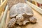 Giant tortoise chewing grass in a zoo