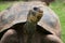 Giant Tortoise Eating Grass