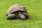 Giant tortoise eating grass in a meadow