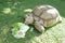 Giant Tortoise eating Green Vegetable Background