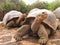 Giant tortoise ecuador galapagoss islands