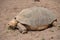 Giant tortoise feeding on a bit of grass