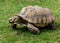 Giant Tortoise Feeding on grass.