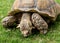 Giant Tortoise Feeding on grass.