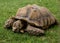 Giant Tortoise Feeding on grass.