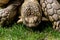 Giant Tortoise Feeding on grass.