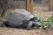 Giant Tortoise feeding on green leaves