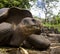 Giant Tortoise - Galapagos Islands