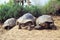 Giant tortoise, Galapagos Islands, Ecuador