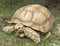 Giant tortoise on grass, outdoor open zoo