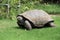 Giant Tortoise Grazing