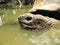 Giant tortoise having a bath in La Vanille Reserve