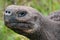 Giant tortoise head, side view. Galapagos, Ecuador