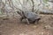 A Giant Tortoise With Its Neck Extended Walks Through The Grounds Of The Cerro Colorado Tortoise Reserve, Isla San Cristobal