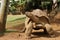 Giant tortoise in a pose