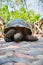 Giant Tortoise on prison island in Zanzibar