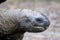 Giant Tortoise Profile