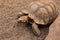 Giant tortoise resting pebbles background And rock